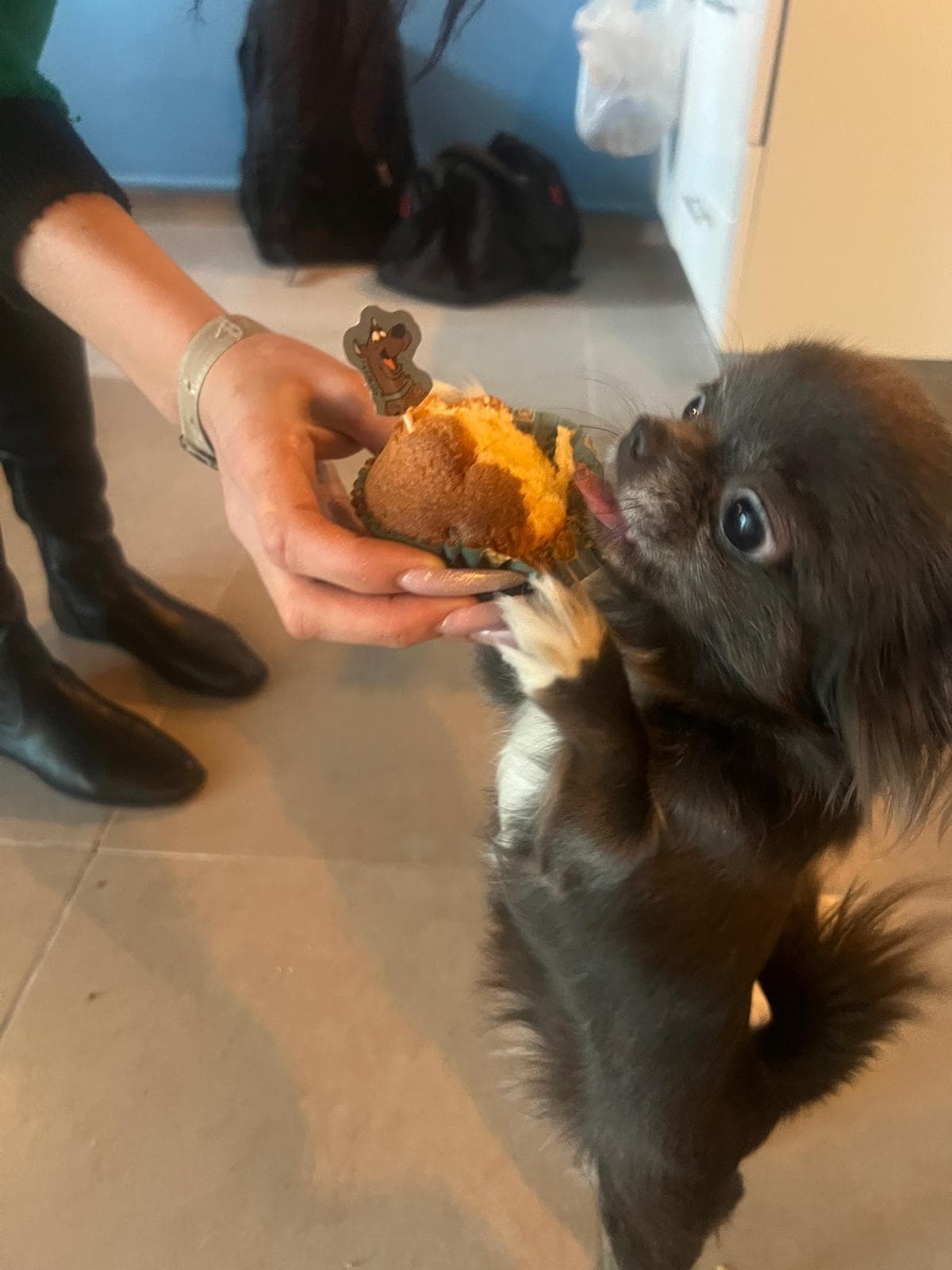 ScoobyDooClub — club photo 4